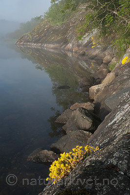 BB 09 0359 / Sedum acre / Bitterbergknapp
